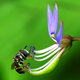 Illustration for article titled 294 Creepy Crawly Bug Wallpapers